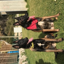 Image pour l'annonce Elevage Bergers Belge Malinois