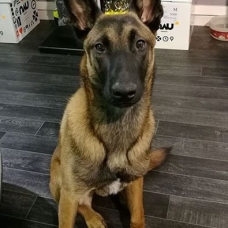 Image pour l'annonce Elevage Bergers Belge Malinois