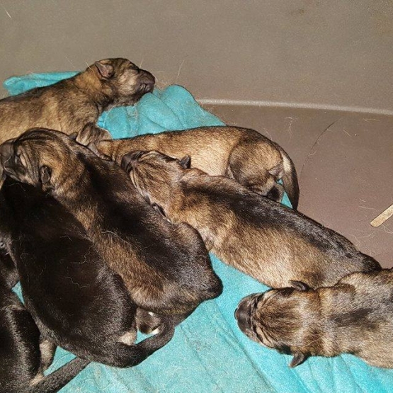 Image pour l'annonce 7 chiots croisés berger allemand / husky sibérien
