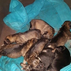 Image pour l'annonce 7 chiots croisés berger allemand / husky sibérien