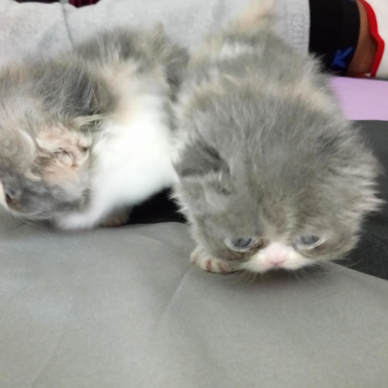 Image pour l'annonce A réserver chat persan femelle