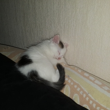 Image pour l'annonce DONNE 3 CHATONS