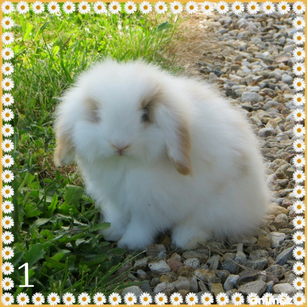Vends bébés lapins nains bélier angora Indre (36) sur Animoz.net