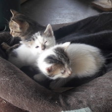 Image pour l'annonce Donne chaton
