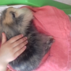 Image pour l'annonce Lapin nain tête de lion vacciné