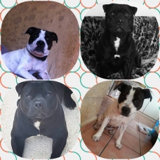 Image pour l'annonce Chiots Staffies LOF