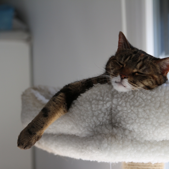Image pour l'annonce donne chatte européenne