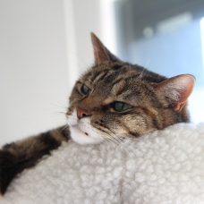 Image pour l'annonce donne chatte européenne
