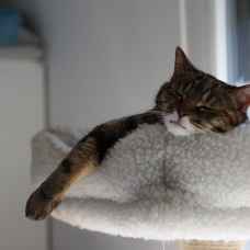 Image pour l'annonce donne chatte européenne