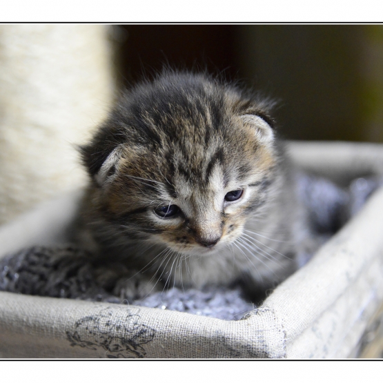 Image pour l'annonce Donne chaton femelle