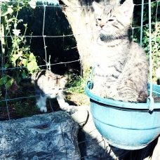 Image pour l'annonce Chatons