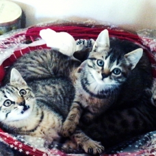 Image pour l'annonce Chatons
