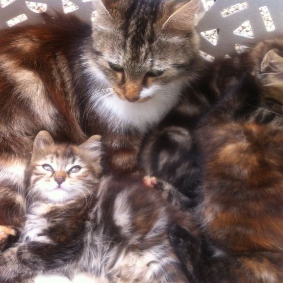 Image pour l'annonce Chaton