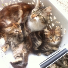 Image pour l'annonce Chaton
