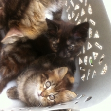 Image pour l'annonce Chaton