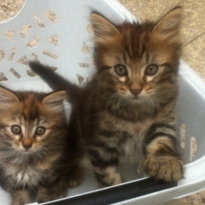Image pour l'annonce Chaton
