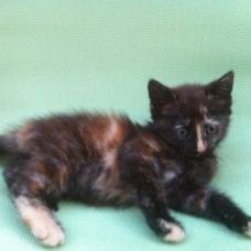 Image pour l'annonce Chaton