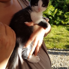 Image pour l'annonce Donne adorable chaton