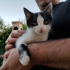 Image pour l'annonce Donne adorable chaton