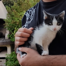 Image pour l'annonce Donne adorable chaton