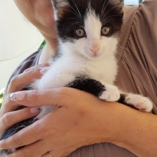 Image pour l'annonce Donne adorable chaton