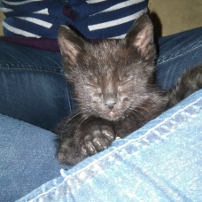 Image pour l'annonce Chatons