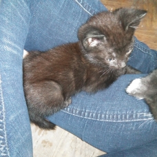 Image pour l'annonce Chatons