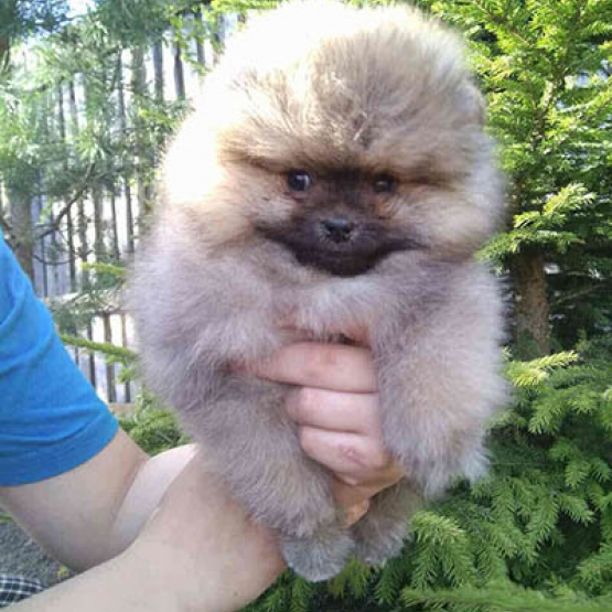 Image pour l'annonce Magnifique Spitz Nain Pomeranien Femelle Boo-Type