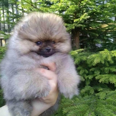 Image pour l'annonce Magnifique Spitz Nain Pomeranien Femelle Boo-Type