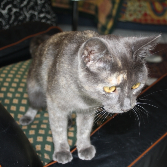 Image pour l'annonce donne chat femelle craquante