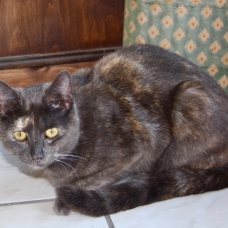 Image pour l'annonce donne chat femelle craquante