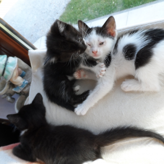 Donne contre bon soin des chatons Nord (59) GRATUIT sur