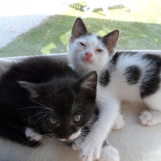Image pour l'annonce Donne contre bon soin des chatons