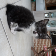 Image pour l'annonce Donne contre bon soin des chatons