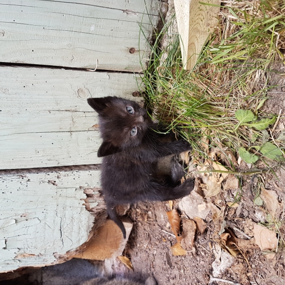 Image pour l'annonce Don Chatons