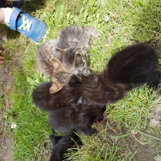 Image pour l'annonce Don Chatons