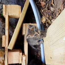 Image pour l'annonce Don Chatons