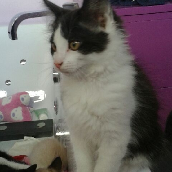 Image pour l'annonce 2 chatons a donner