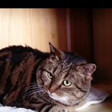 Image pour l'annonce Doinne chatte