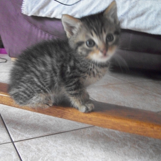 Image pour l'annonce donne chaton