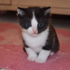 Image pour l'annonce donne chatons