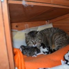 Image pour l'annonce donne chatons