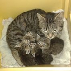 Image pour l'annonce donne chatons