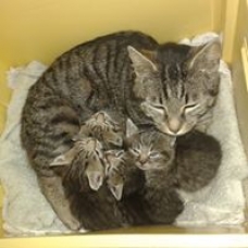 Image pour l'annonce donne chatons
