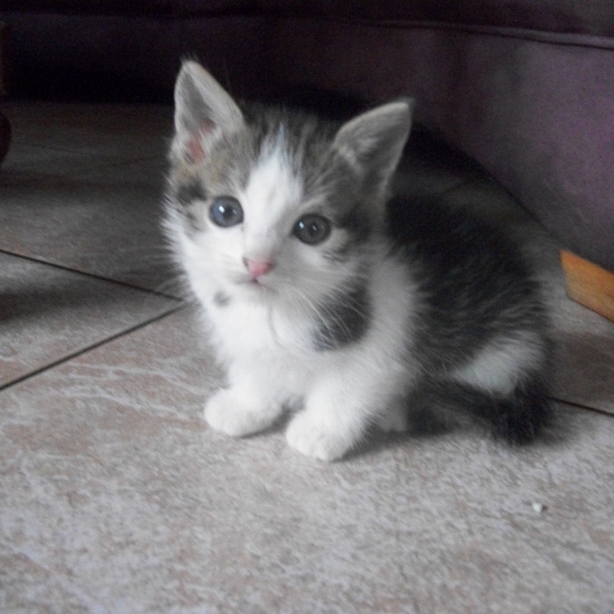 Image pour l'annonce donne chaton