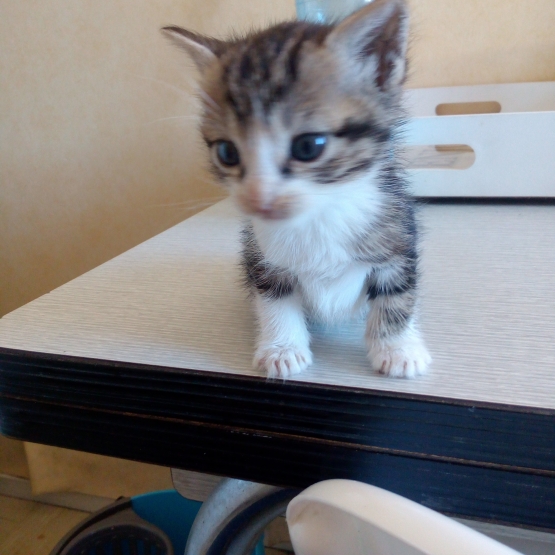 Image pour l'annonce Donne chatons