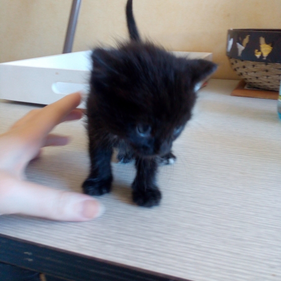 Image pour l'annonce Donne chatons