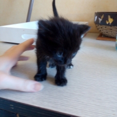 Image pour l'annonce Donne chatons