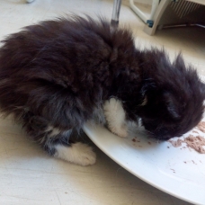 Image pour l'annonce Donne chatons