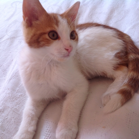 Image pour l'annonce donne chaton